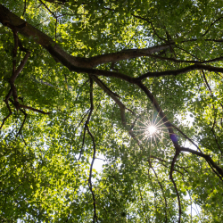 Der Lindenbaum mit seiner heilsamen Energie beschirmt die Praxis | © Anne-Barbara Bernhard